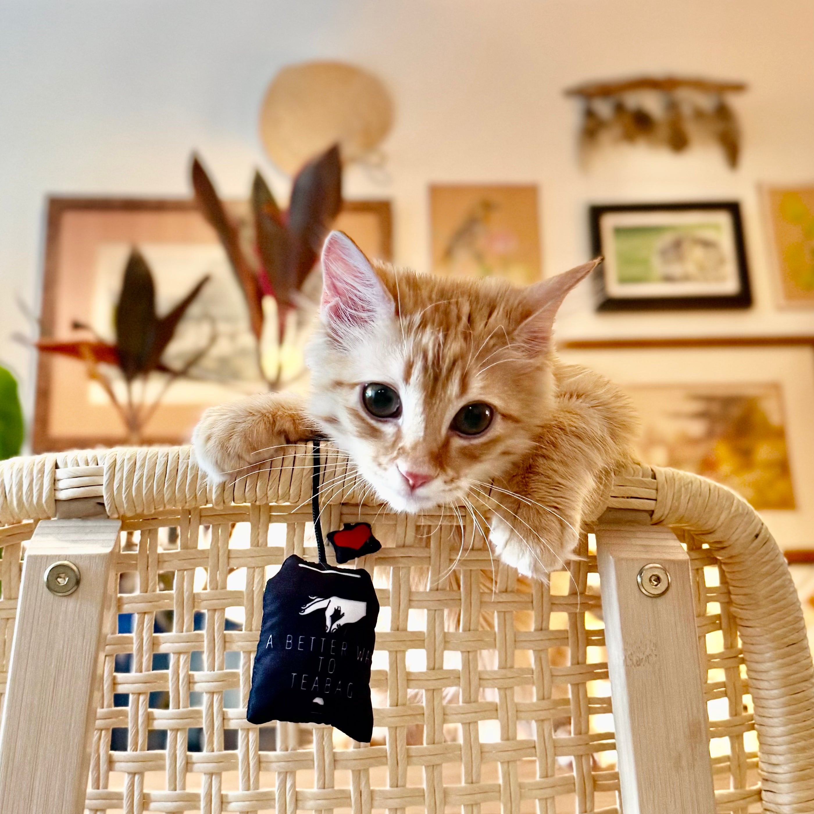 Cat-Nap Lovers Gift Box